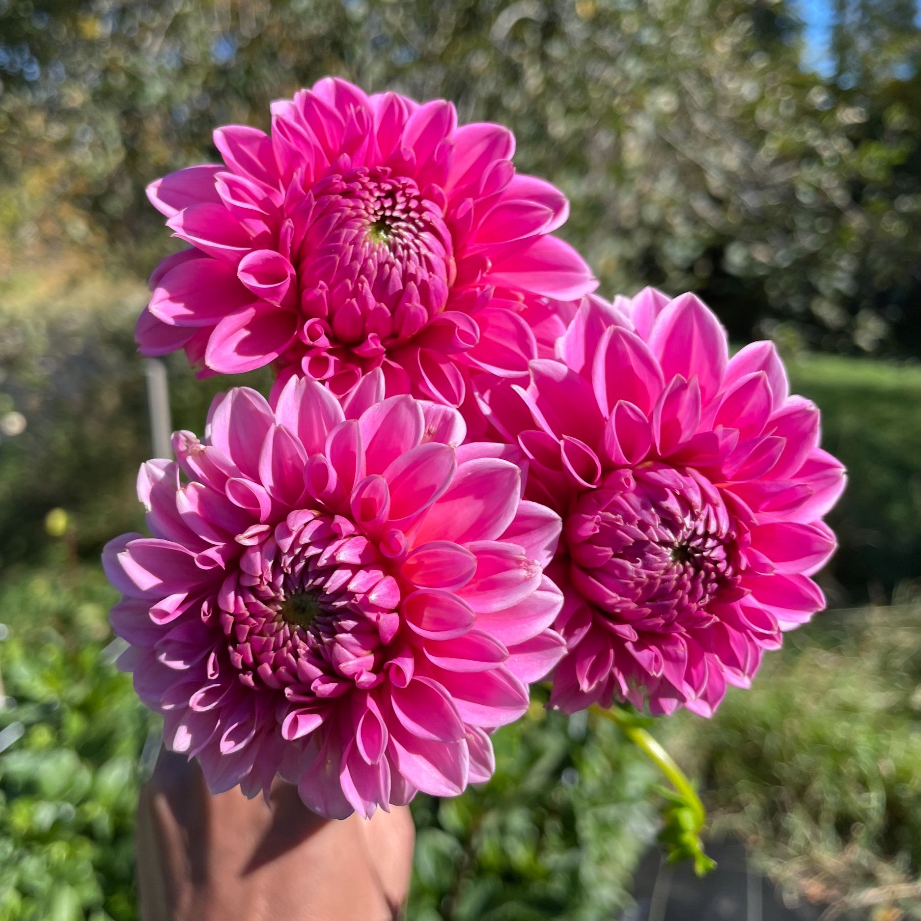 Pink Sylvia — East of Eden Flower Farm Pink Sylvia — East of Eden Flower Farm